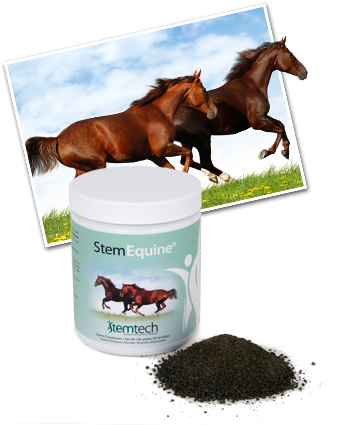 StemEquine